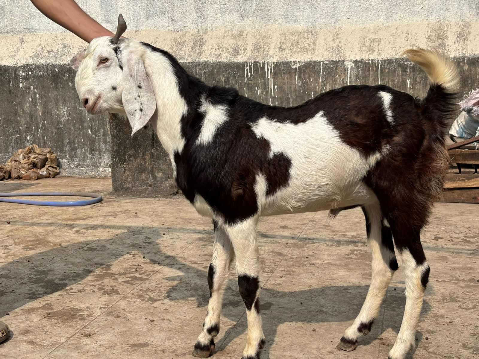 bakra image